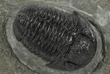 Detailed Gerastos Trilobite Fossil - Morocco #242731-3
